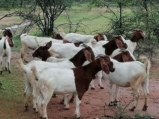 Goats livestock Healthy Boer Goats of all sizes available - Advert 1