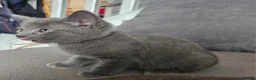 Russian Blue cats for sale: Russian Blue kittens 😸  - Advert 8