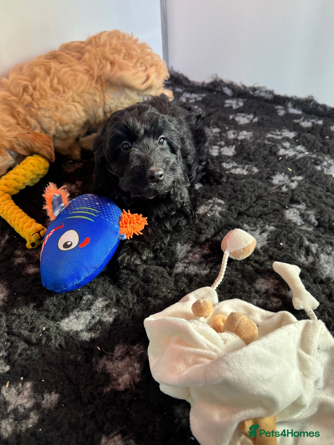 Cockapoo dogs for sale: Cockapoo Puppies (Licensed Breeder)  - Advert 4