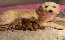 Goldendoodle dogs for sale: Miniature Goldendoodles - Ready Mid December  - Image 1