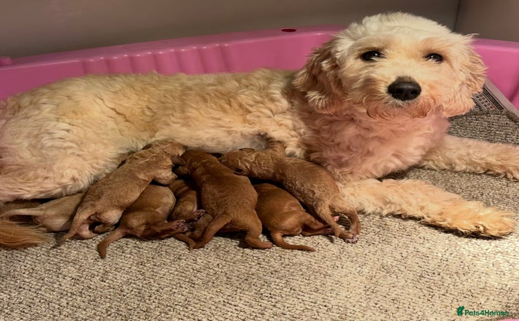 Goldendoodle dogs - Advert 1