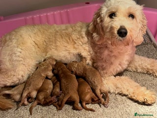 Goldendoodle dogs - Advert 2