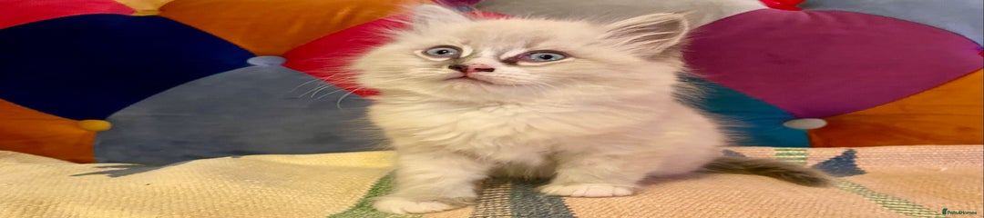 Siberian Kitten 1