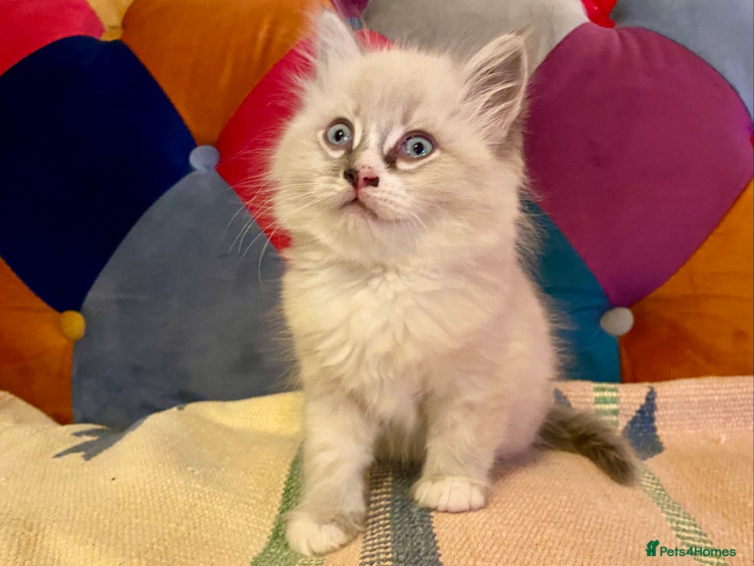 Siberian cats for sale: x5 Adorable Pure Siberian Kittens to re-home😻 - Image 12