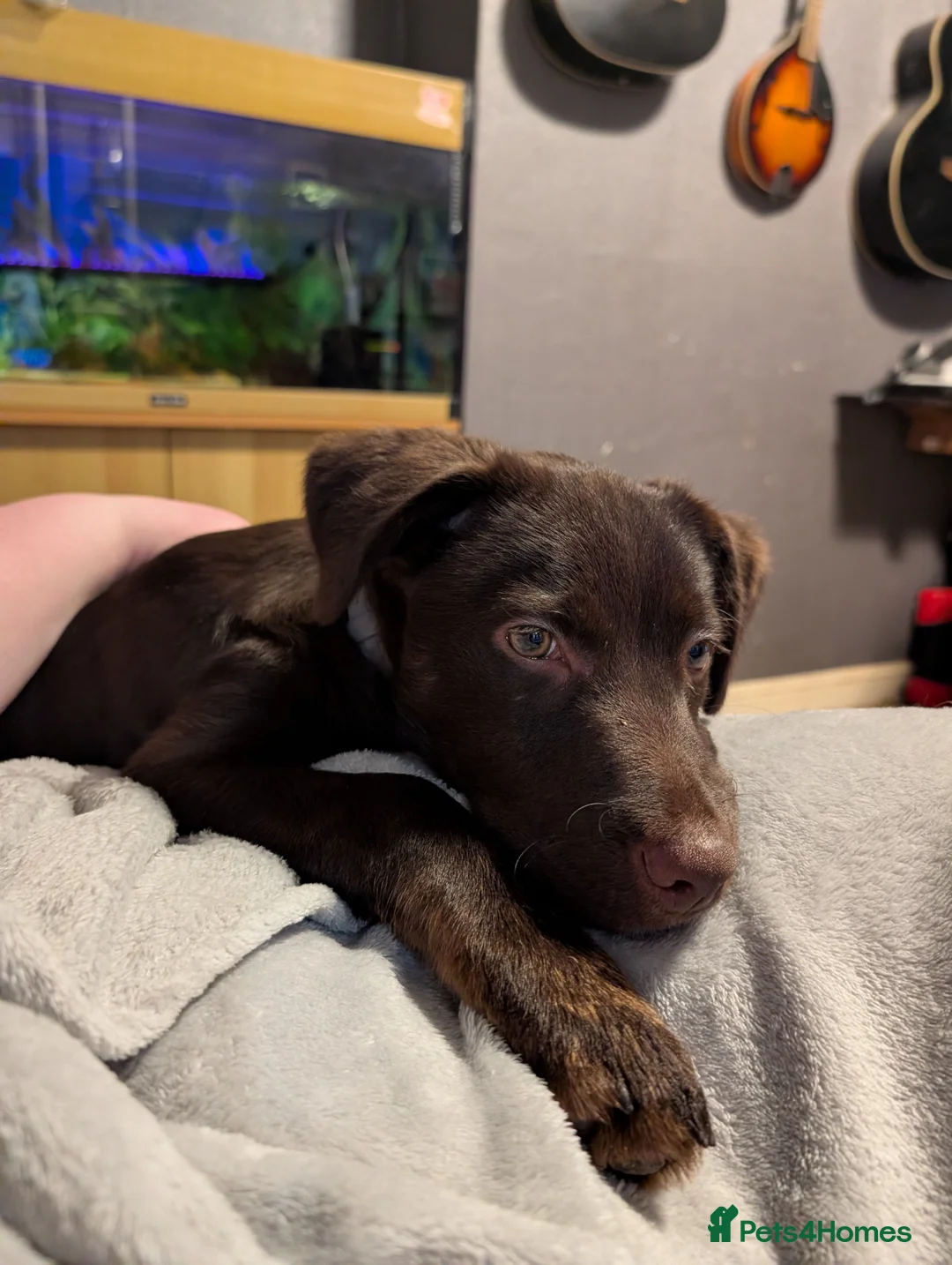 Borador dogs for sale: Luna borador pup - Advert 2