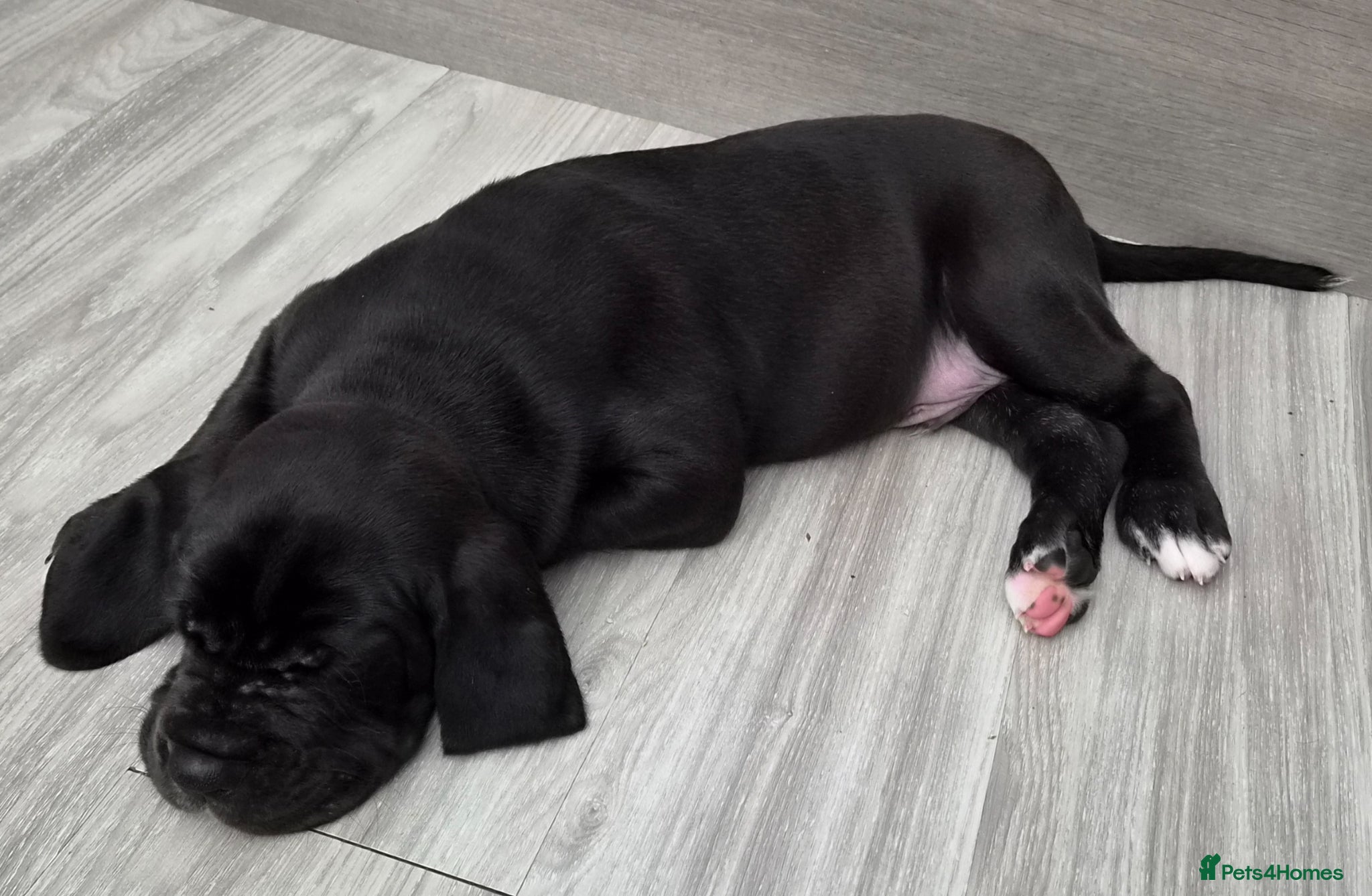 Great Dane dogs Kc reg extensively health tested parents - Advert 5