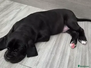 Great Dane dogs Kc reg extensively health tested parents - Advert 5