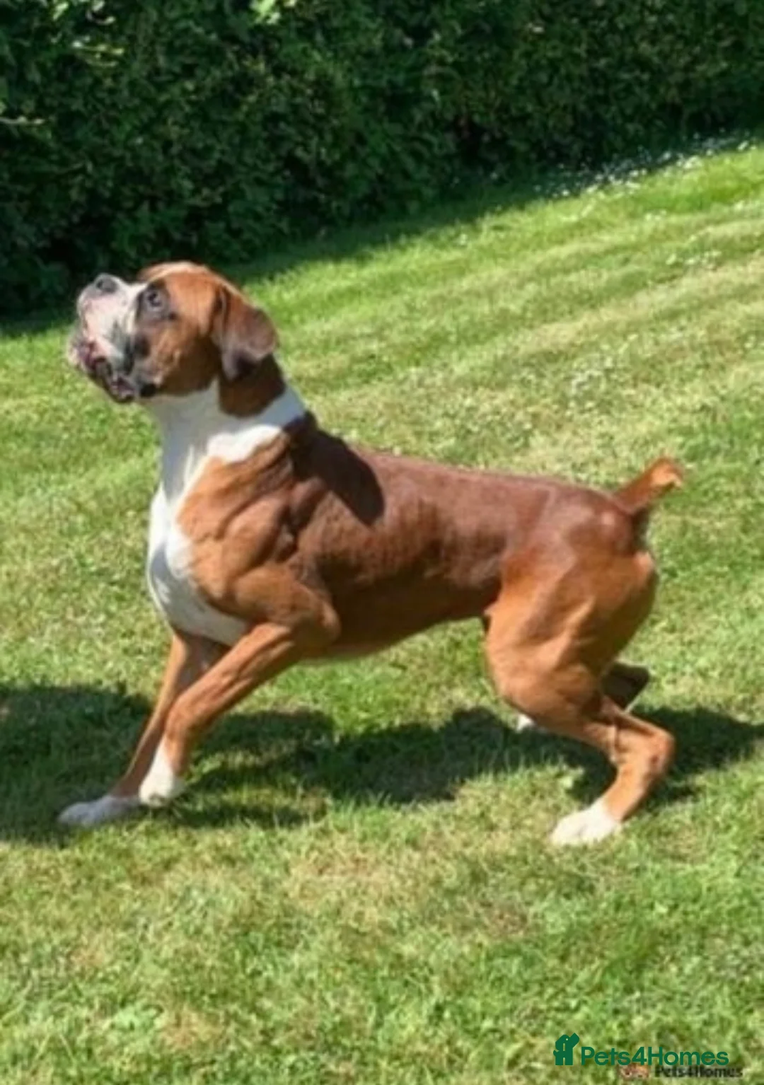 Boxer dogs for stud: 💥TOP QUALITY PROVEN FLASHY KC BOBTAIL FOR STUD💥 in Liverpool - Advert 5