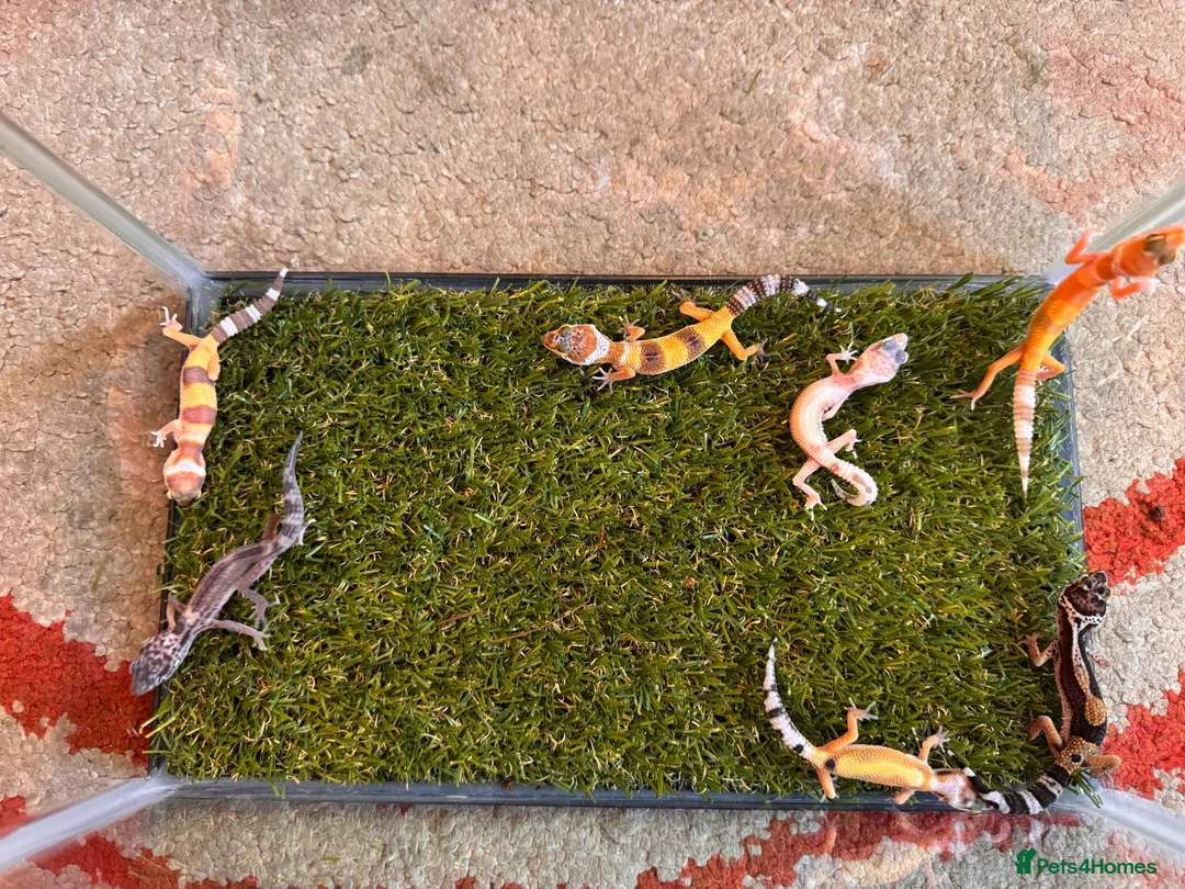 Leopard Gecko reptiles for sale: Leopard Gecko - Advert 1