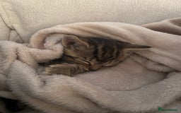 British Shorthair cats for sale: Boy and a girl kitten - Image 6