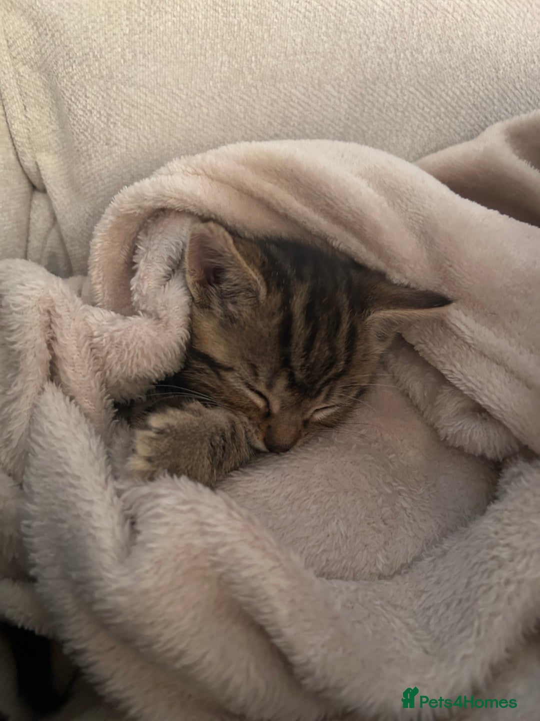 British Shorthair cats for sale: Boy and a girl kitten - Image 6