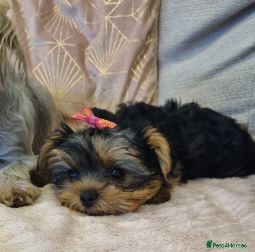 Yorkshire Terrier dogs YORKSHIRE Terrier Puppy  - Advert 16