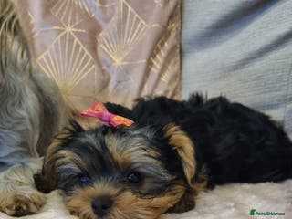 Yorkshire Terrier dogs YORKSHIRE Terrier Puppy - Advert 16