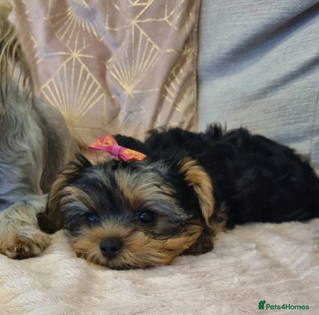 Yorkshire Terrier dogs for sale: YORKSHIRE Terrier Puppy  - Advert 1