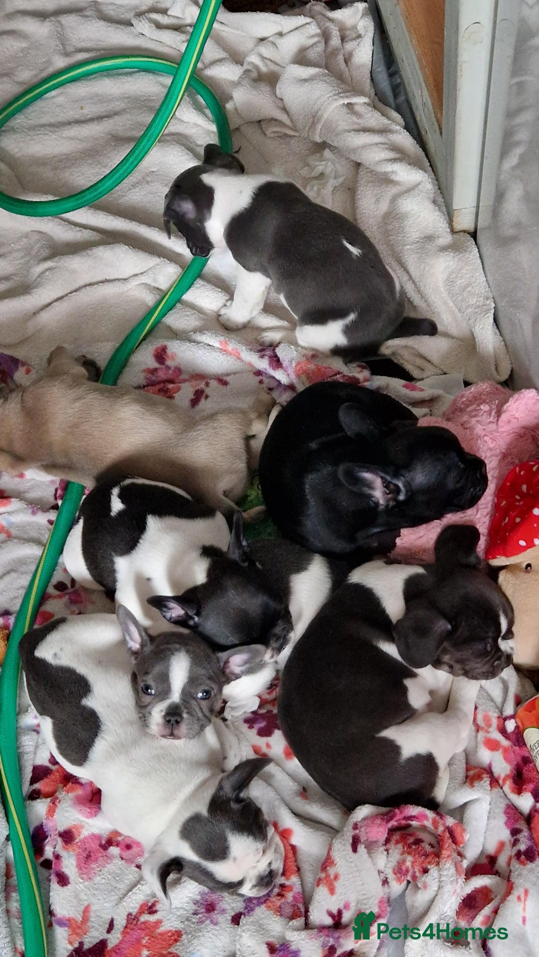 Mixed Breed dogs for sale: Fantastic 3/4 French bulldog and a 1/4 jack puppy - Image 3