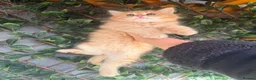 Ragcoon cats for sale: RAGCOON STUNNING 5star kittens  😻 - Advert 11