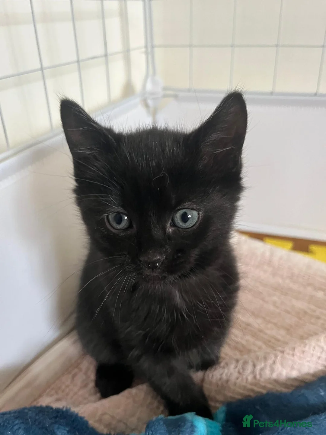 Mixed Breed cats for sale: Kittens for sale  in Liverpool - Advert 4