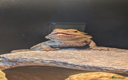 Bearded Dragon reptiles for sale: A very friendly and loving bearded dragon with viv - Image 1