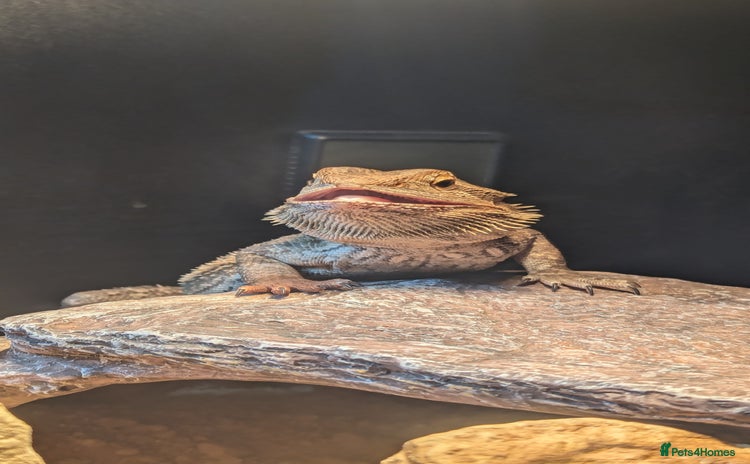 Bearded Dragon reptiles - Advert 13
