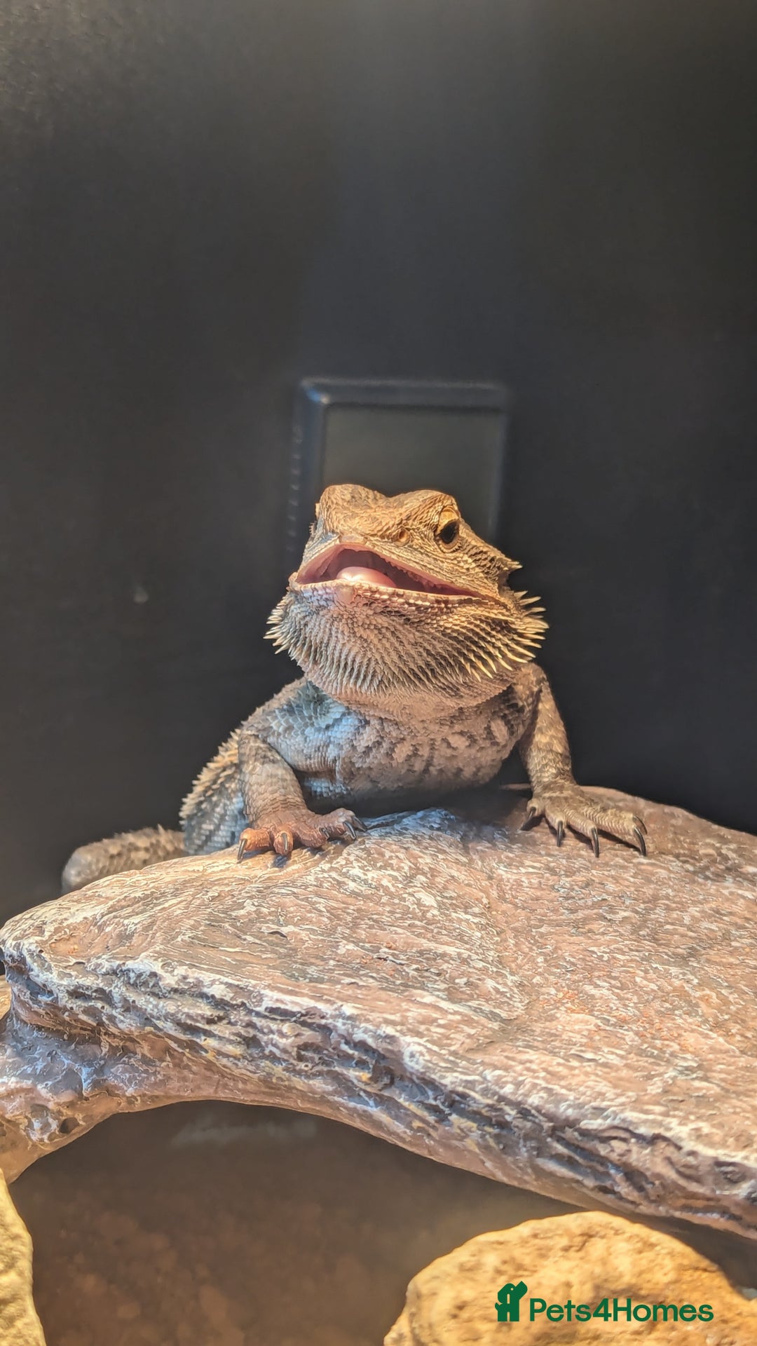 Bearded Dragon reptiles for sale: A very friendly and loving bearded dragon with viv - Image 1