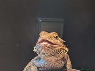 Bearded Dragon reptiles A very friendly and loving bearded dragon with viv - Advert 16