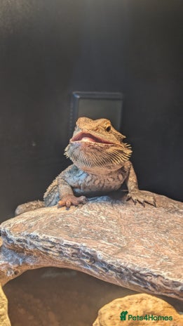 Bearded Dragon reptiles - Advert 5