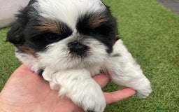 Shih Tzu dogs for sale: TOP KC reg Shih Tzu puppies - Image 15