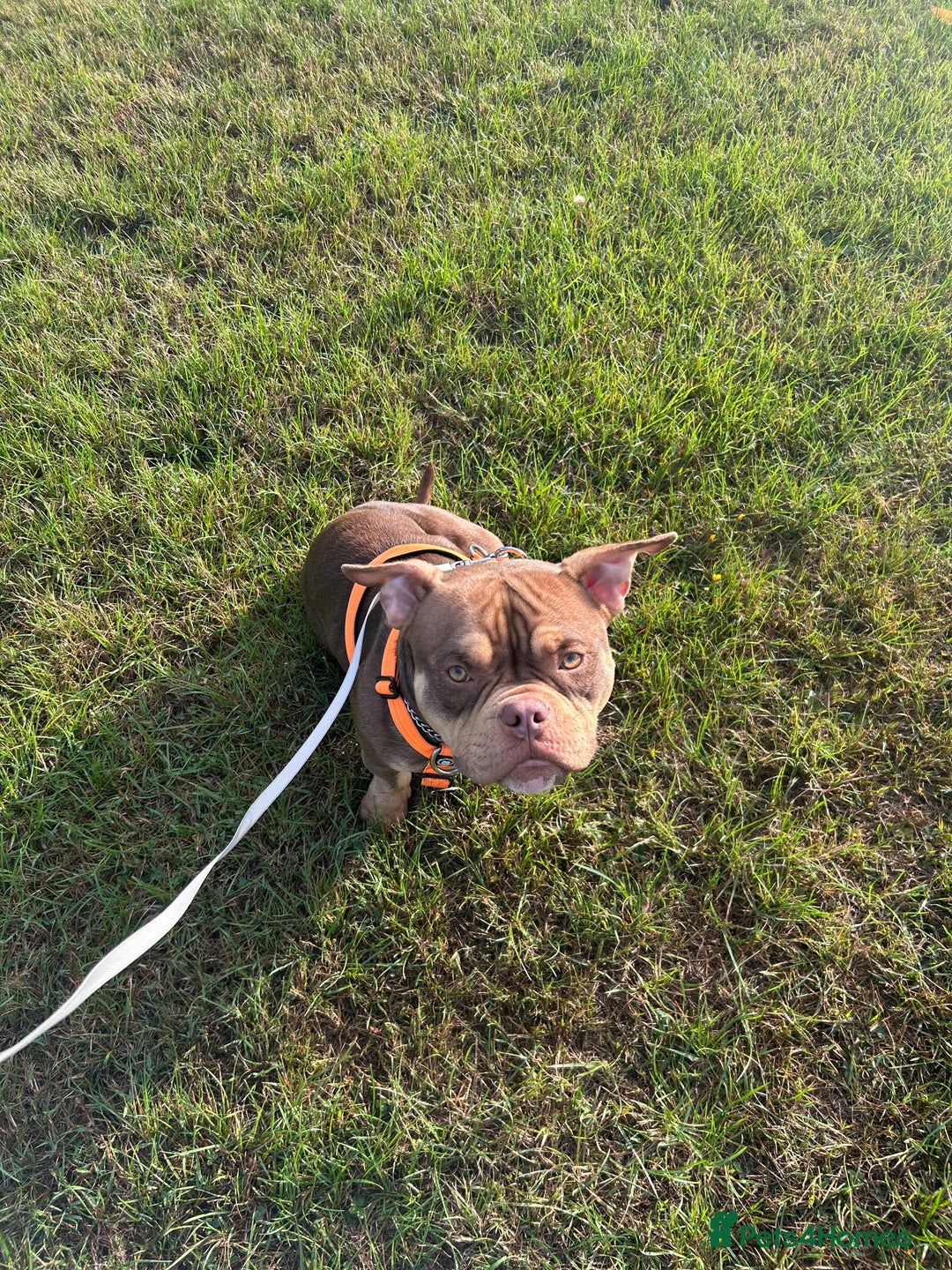 American Bully dogs for sale: Micro bully female 12 months - Image 2
