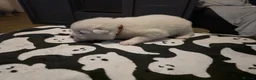 Samoyed dogs for sale: Samoyed puppies - Advert 6