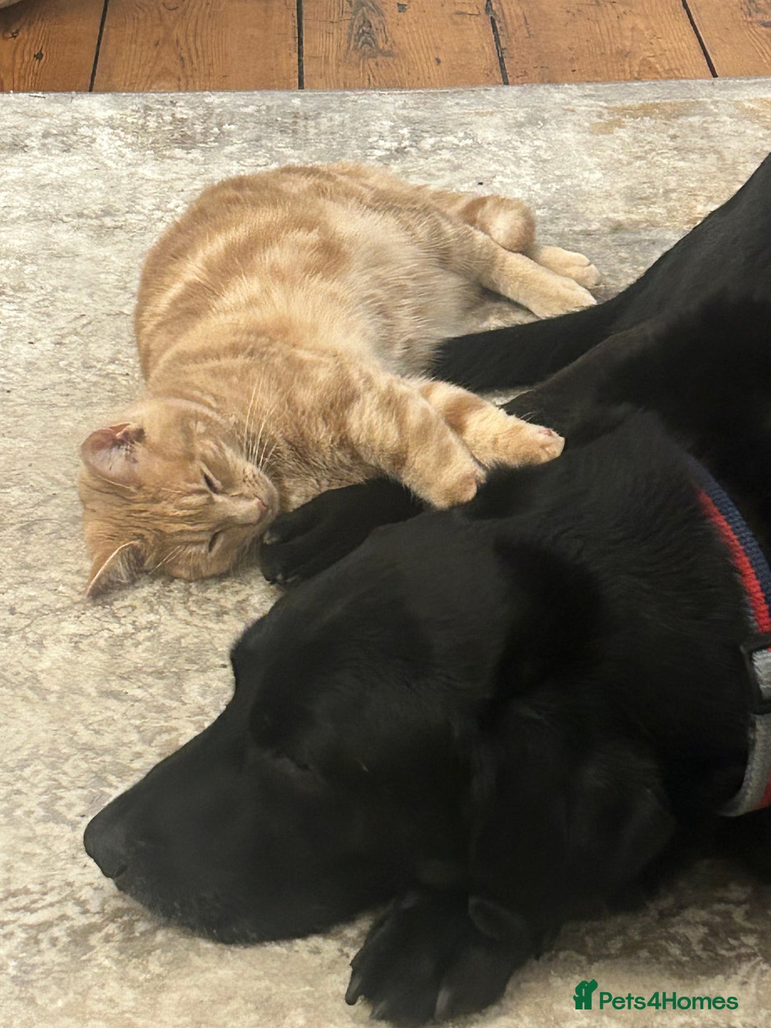 Mixed Breed cats for sale: Oliver (Olly) - Male Ginger Cat - Advert 7