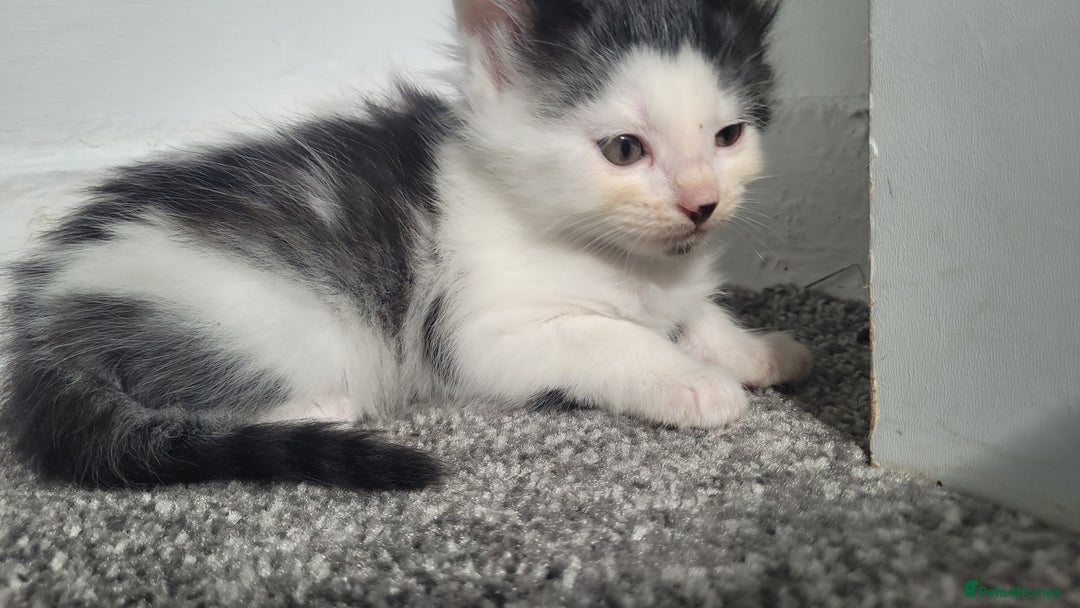 Mixed Breed cats for sale:  3 cute kittens  - Image 2