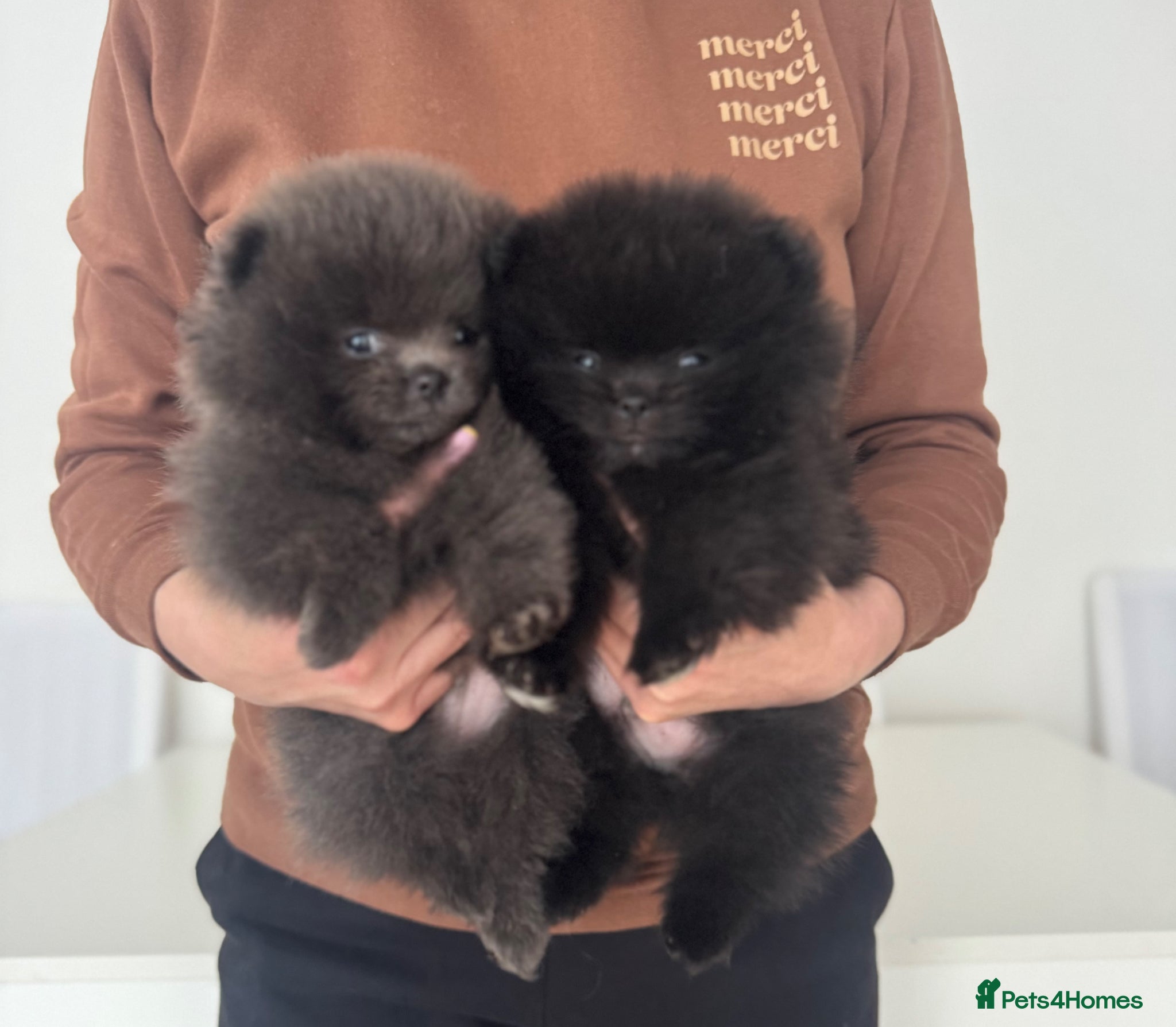 Pomeranian dogs 🧸🧸🧸 Three Little Teddy Bears 🧸🐼🐻🐻‍❄️ - Advert 1