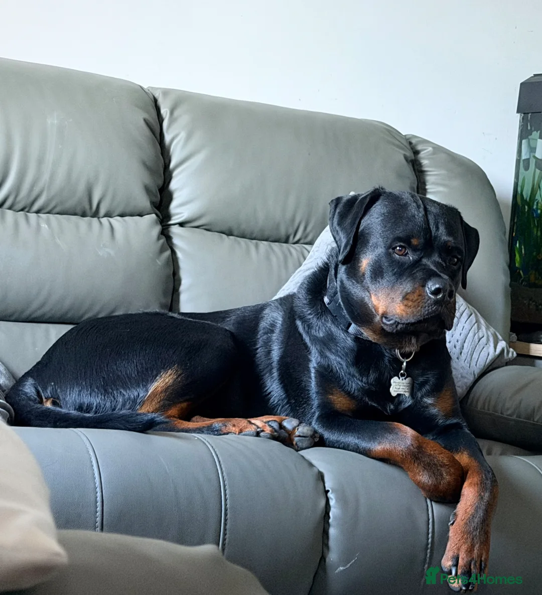 Rottweiler dogs for sale: Male Rottweiler  in Maidstone - Advert 2