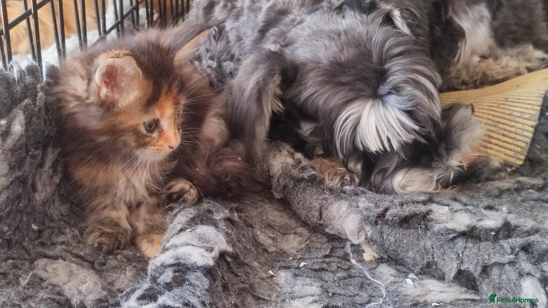 Maine Coon cats for sale: Fully health tested and Tica registered  in Great Missenden - Image 27