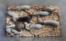 Mouse rodents for sale: Female mice available  - Image 1