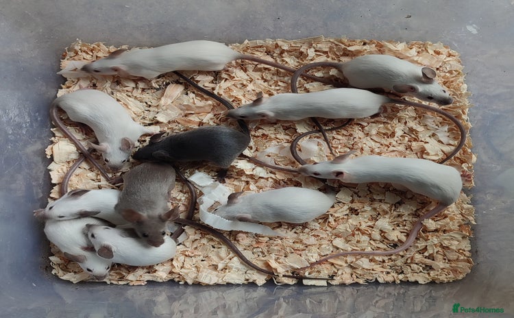 Mouse rodents - Advert 5