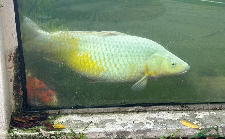 Koi Carp fish - Advert 1