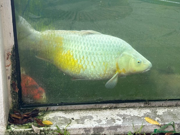 Koi Carp fish - Advert 4