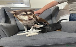 Mixed Breed dogs for sale: MIRO❤️ - Image 13