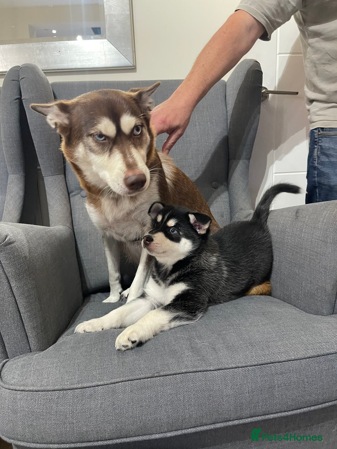 Mixed Breed dogs for sale: MIRO❤️ - Image 13