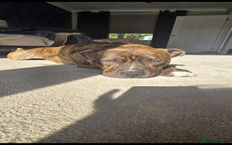 Mixed Breed dogs for sale: Dave Pakistani mastiff × Staffordshire bullterrier - Image 2