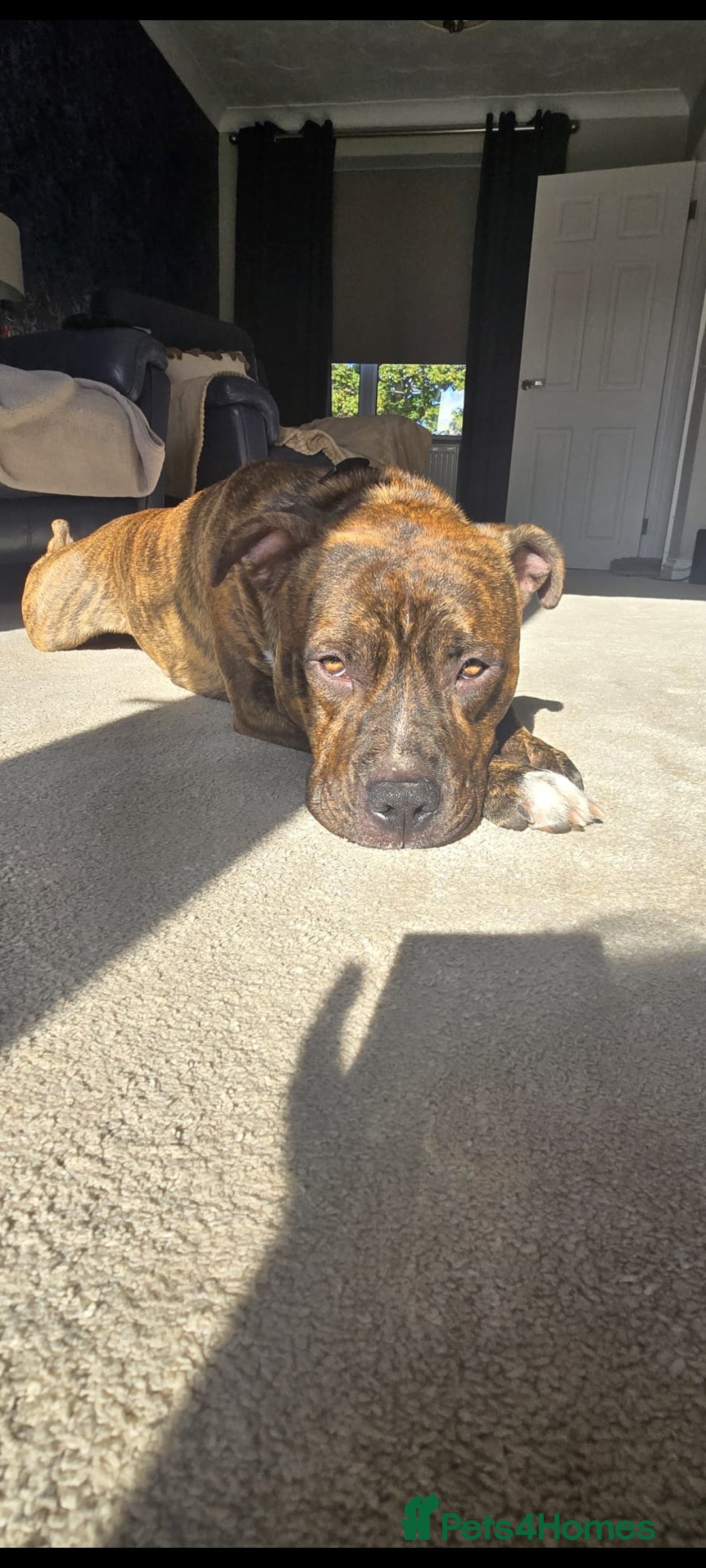 Mixed Breed dogs for sale: Dave Pakistani mastiff × Staffordshire bullterrier - Image 2