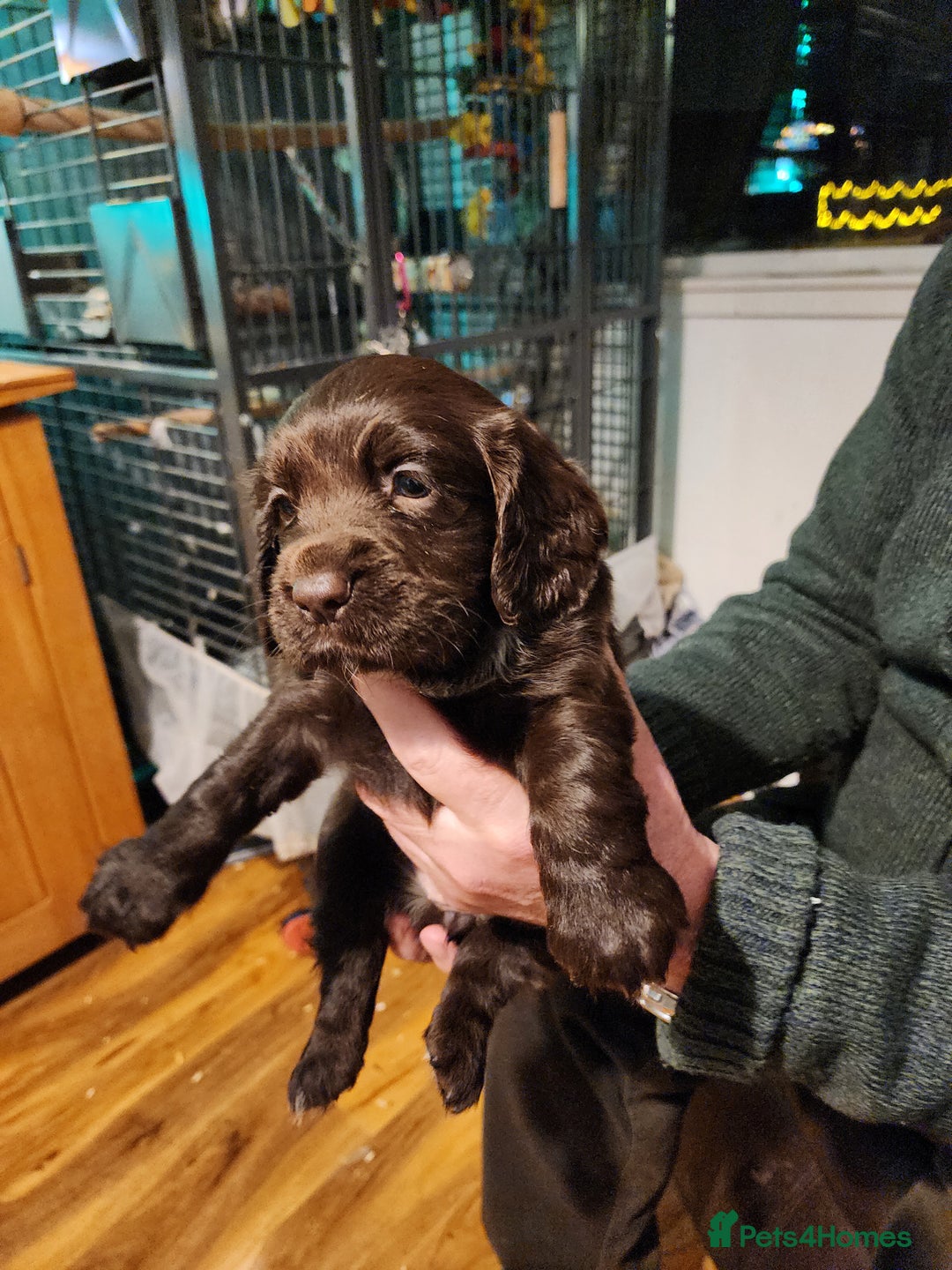 Sprocker dogs for sale: Sprocker pups - Advert 1