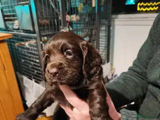 Sprocker dogs Sprocker pups - Advert 16