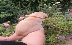 Labrador Retriever dogs for sale: Health Tested Fox Red Puppies for Sale - Image 25