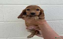 Cocker Spaniel dogs for sale: Cocker spaniel  - Image 4