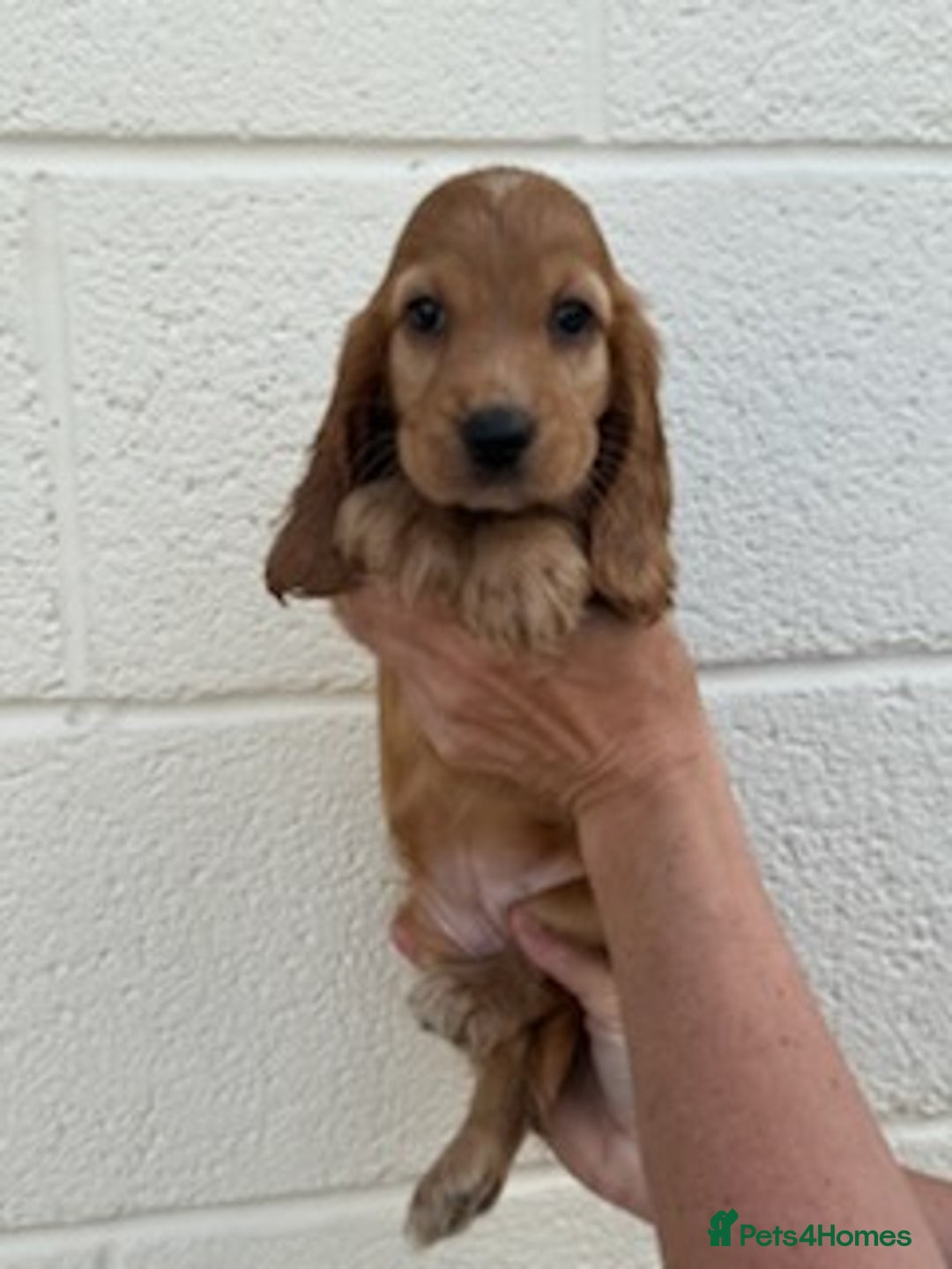 Cocker Spaniel dogs for sale: Cocker spaniel  - Image 4