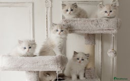 Ragdoll cats for sale: Amazing Ragdoll kittens - Image 11