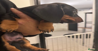 Dachshund dogs Miniature dachshund boy READY NOW - Advert 3