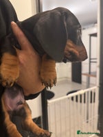 Dachshund dogs Miniature dachshund boy READY NOW - Advert 3